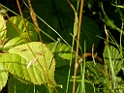 Zwervende Pantserjuffer [18463] 24-jul-2022 (Haaksbergerveen, Haaksbergen)